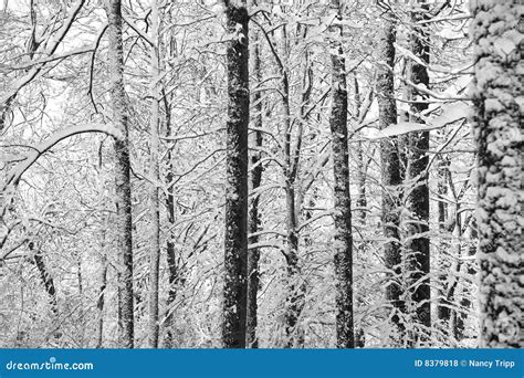 Abstract Winter Trees stock photo. Image of white, black - 8379818