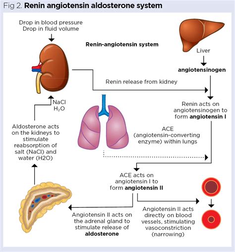 Adrenal Gland Functions Disorders