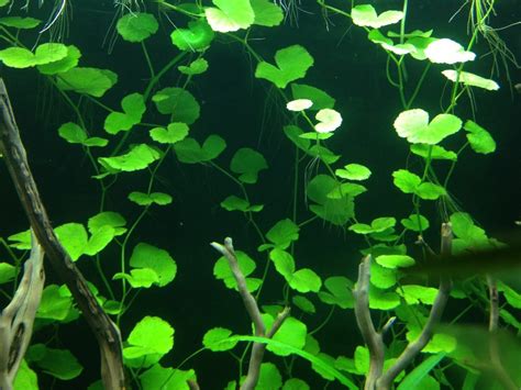 15 Aquarium Plants That Beautify Your Fish Tank