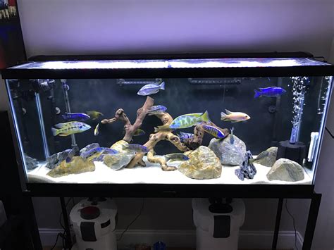 African cichlids tank : r/Aquariums