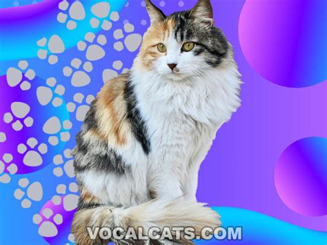 Calico Ragdoll: Complete Guide - Vocal Cats