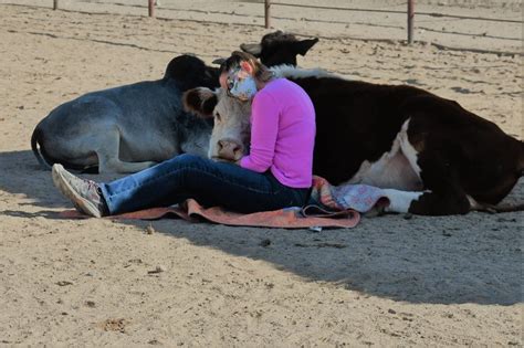 Hug A Cow At Aimee's Farm Animal Sanctuary In Arizona