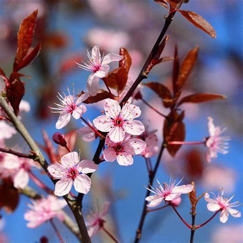 Black Cherry Plum Tree | Prunus cerasifera 'Nigra' – Roots Plants