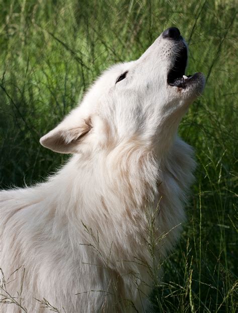 File:Howling White Wolf.jpg - Wikipedia, the free encyclopedia