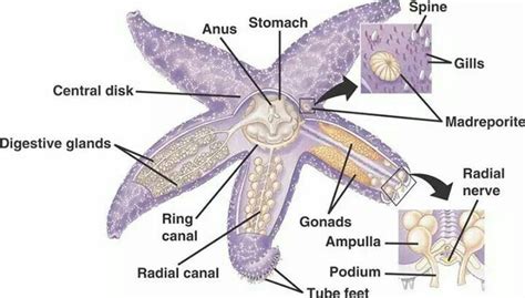 Sea Star | Echinoderm, Dissection, Starfish