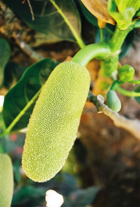 Jackfruit - Facts, Health Benefits, Nutritional Value and Pictures