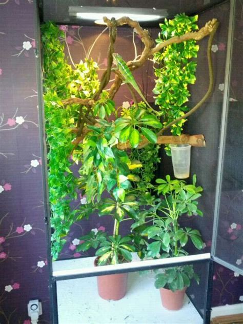 viv set up for my chameleon, what do you think? - Reptile Forums | Chameleon cage, Veiled ...