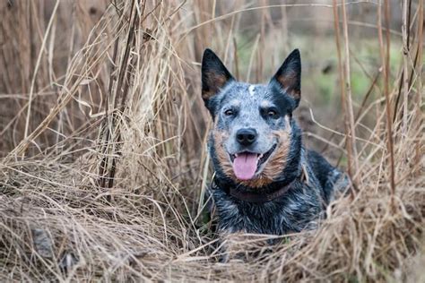 Bluetick Coonhound Blue Heeler Mix