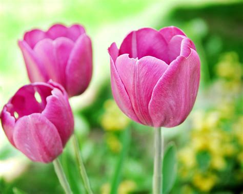 Three pink Tulip flowers at daytime in closeup photography, tulips HD wallpaper | Wallpaper Flare