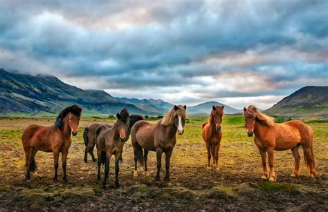 Iceland Horse Wallpapers - Top Free Iceland Horse Backgrounds - WallpaperAccess