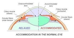 Image result for accommodation in the eye | Anatomie lernen, Physiologie, Anatomie