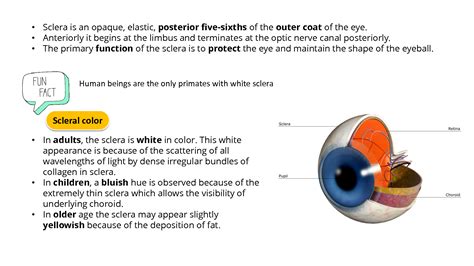 SOLUTION: Sclera anatomy - Studypool