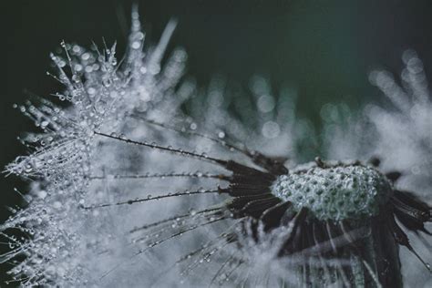 Macro Photography of Snowflakes · Free Stock Photo