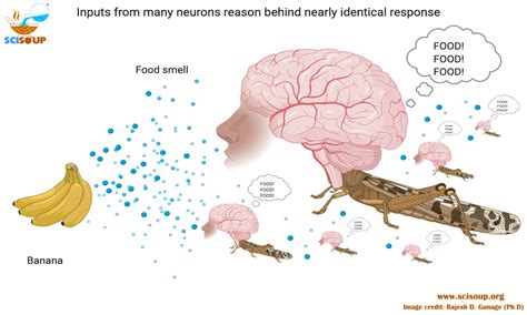 Insect Study Reveals Secrets Of Brain Function