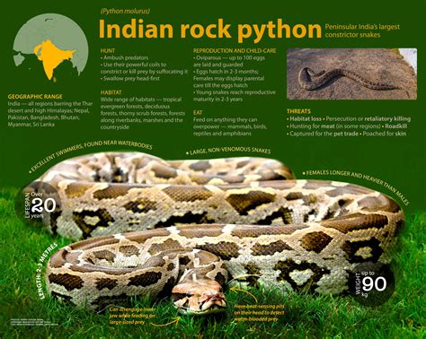 Indian Rock Python: Facts, Diet, Habitat | RoundGlass | Sustain