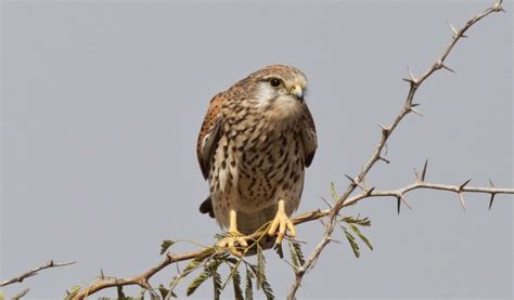 Wildlife Tour To Little Rann Of Kutch