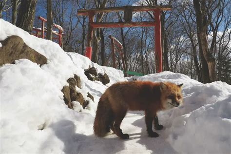 Fox Village in Japan - Fluffiest Place on Earth