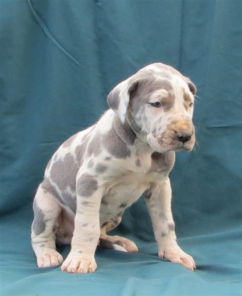 Grey Great Dane Puppies For Sale Near Me - itsessiii