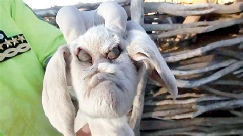 Goat born with human-like face in Argentina terrifies locals