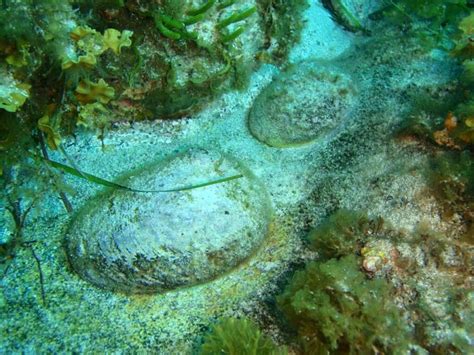 Diving For Abalone - Strange Dive Companions