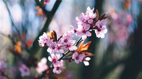 spring, Blossoms, Blossom, Trees Wallpapers HD / Desktop and Mobile ...