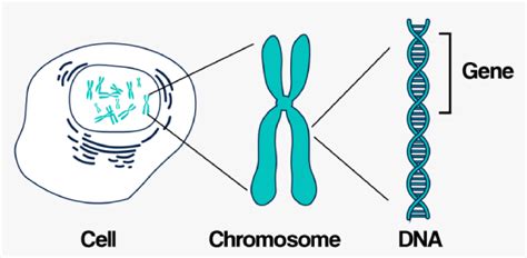 Genes And Chromosomes Quiz: MCQ Test | Attempts: 851 - Trivia & Questions