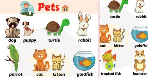 Pets Characteristics - Tabitomo