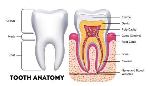 The Anatomy Of A Tooth In Four Parts - Arc Dental