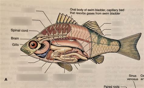 bony fish internal anatomy Diagram | Quizlet