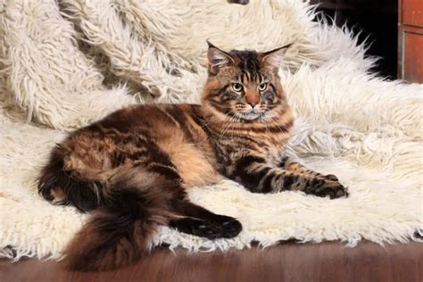 Maine Coon Tabby Mix Breed Guide (Everything You Should Know)