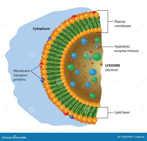 Lysosome stock vector. Illustration of anatomical, biology - 174072429