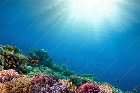 Underwater coral reef background Stock Photo | Adobe Stock