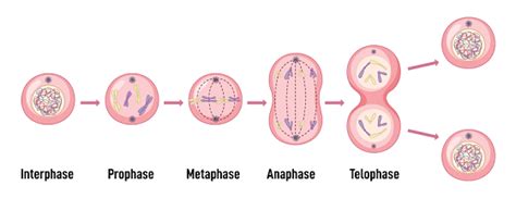 Diagram of Cell Cycle - GeeksforGeeks