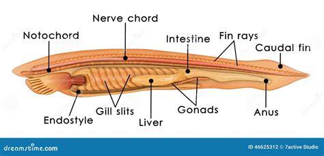 Branchiostoma Stock Illustration - Image: 46625312