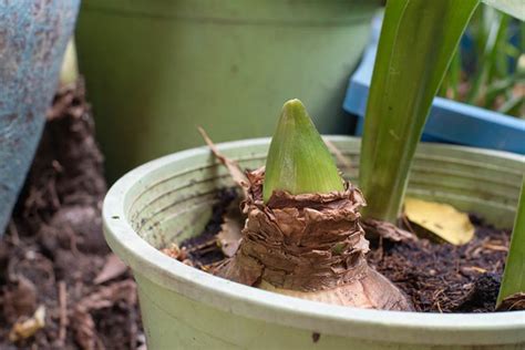 How to Propagate Amaryllis Bulbs | Gardener's Path