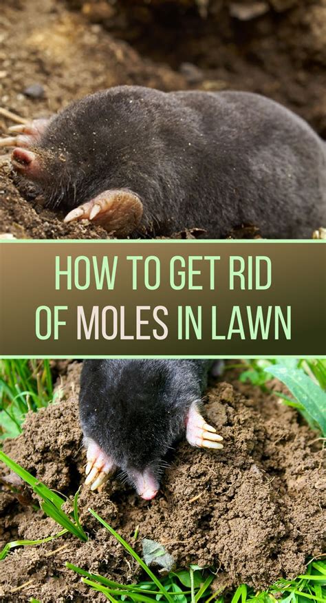 How to Get Rid of Moles In Lawn | Lawn care business, Lawn and landscape, Mole