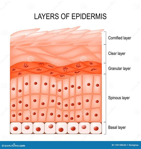 Layers of epidermis stock vector. Illustration of basal - 139148636