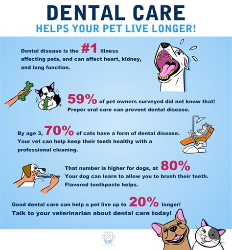 Pets DENTAL CLEANING ANESTHESIA-FREE for Dogs | Pets