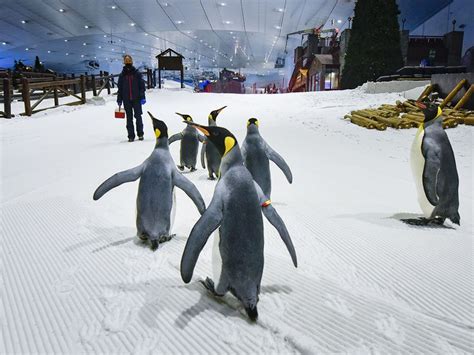 In Pictures: Have a breakfast and walk with Penguins at Ski Dubai | Society – Gulf News