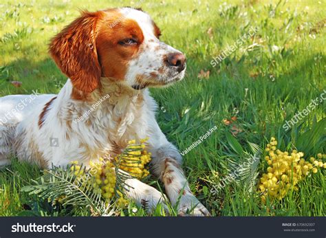 Epagneul Breton Spaniel Breton Brittany Spaniel Stock Photo 670692007 | Shutterstock