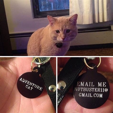 44 Hilarious Collar Tags For Pets Who Tend To Get Lost | Bored Panda