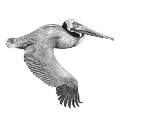 Bird Art Pelican Drawing Pelican Print Pelican in Flight Drawing ...