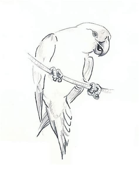 Parrot Drawing Outline at GetDrawings | Free download