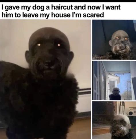 I gave my dog a haircut : r/Trailerclub