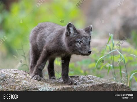 Cute Cub Arctic Fox ( Image & Photo (Free Trial) | Bigstock