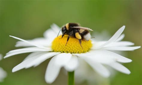 Pollination Process of a Bee | BeehiveHero