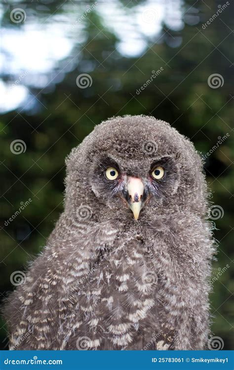 Baby great grey owl stock image. Image of avian, forest - 25783061