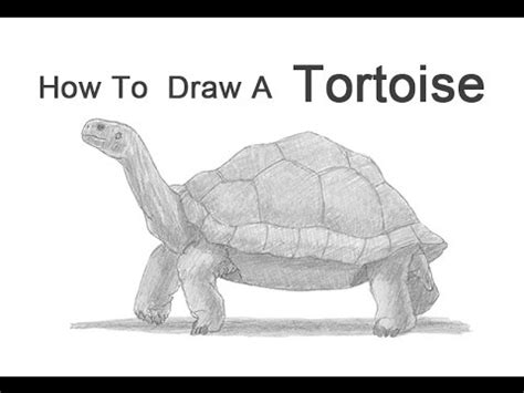 Easy Realistic Tortoise Drawing - Onze Wallpaper