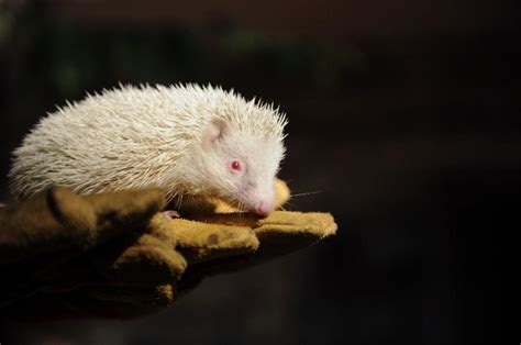 Landak albino ditemui di Russia - Unikversiti