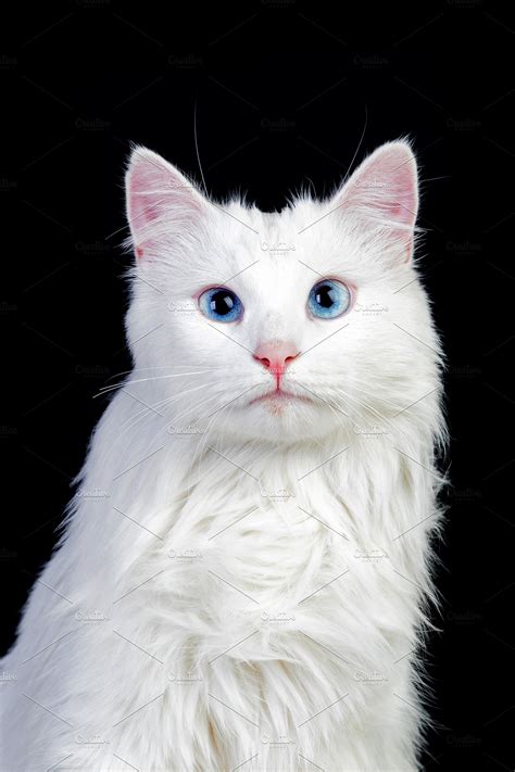 Adorable White Persian Cat | High-Quality Animal Stock Photos ...